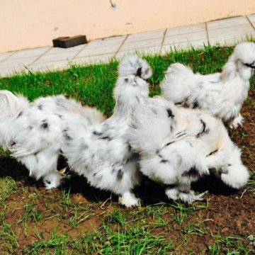 Китайская Шелковая Курица Яйцо Фото