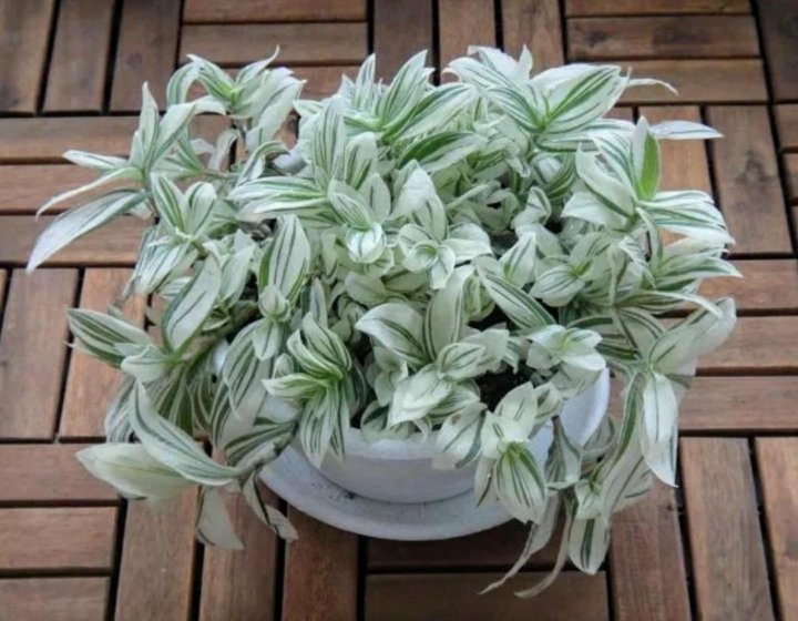 Белый Комнатное Растение Фото