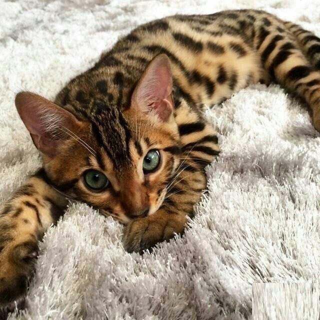 Кот Леопардового Окраса Фото