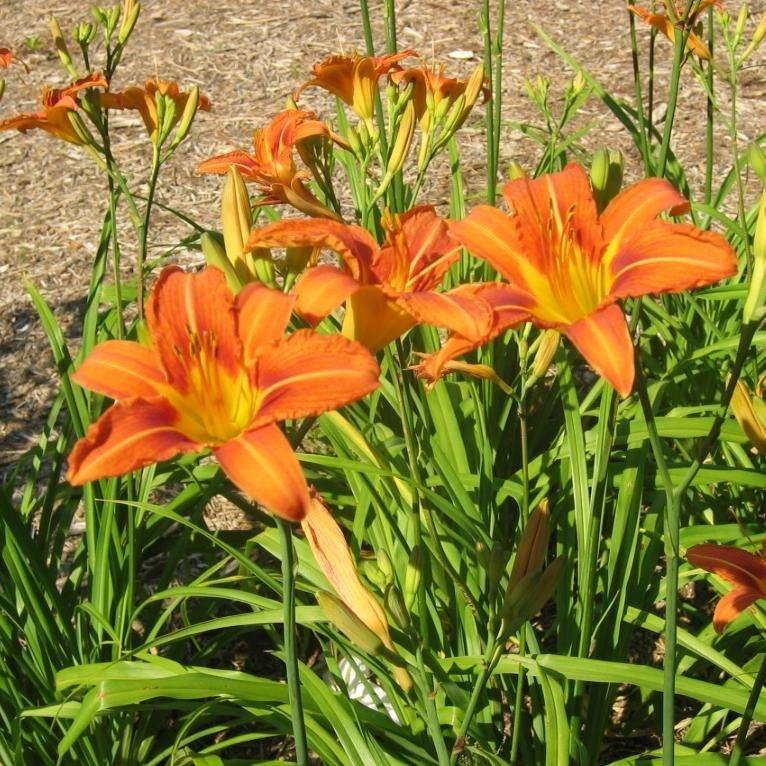 Цветок лилейник посадка и уход в открытом грунте фото