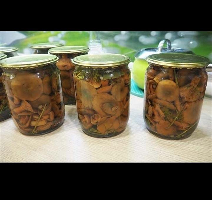 Рыжики Грибы Фото Соленые