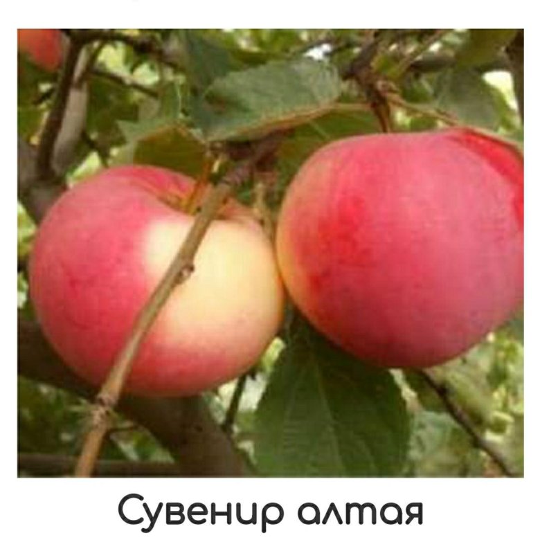 Фото Яблони Сурхурай Фото Яблони Сурхурай