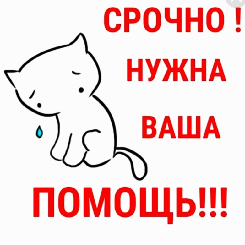 Котику нужна помощь картинки