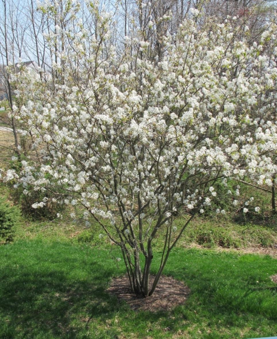 Ирга гладкая Amelanchier laevis