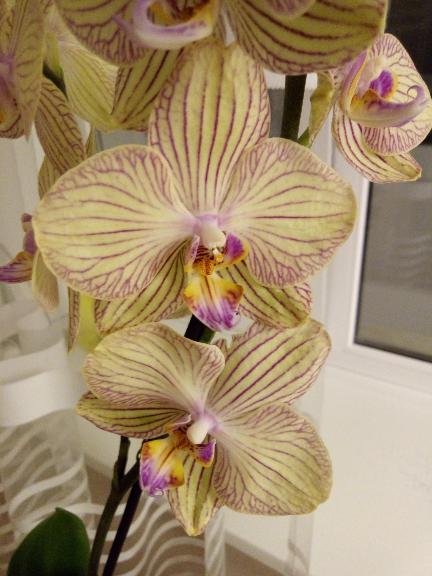 Орхидея Phalaenopsis Torino