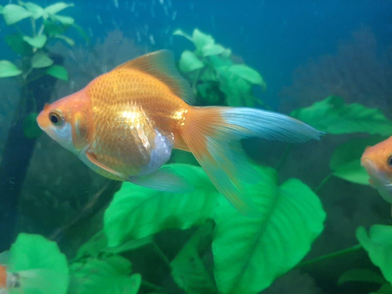 Золотая рыбка Риукин