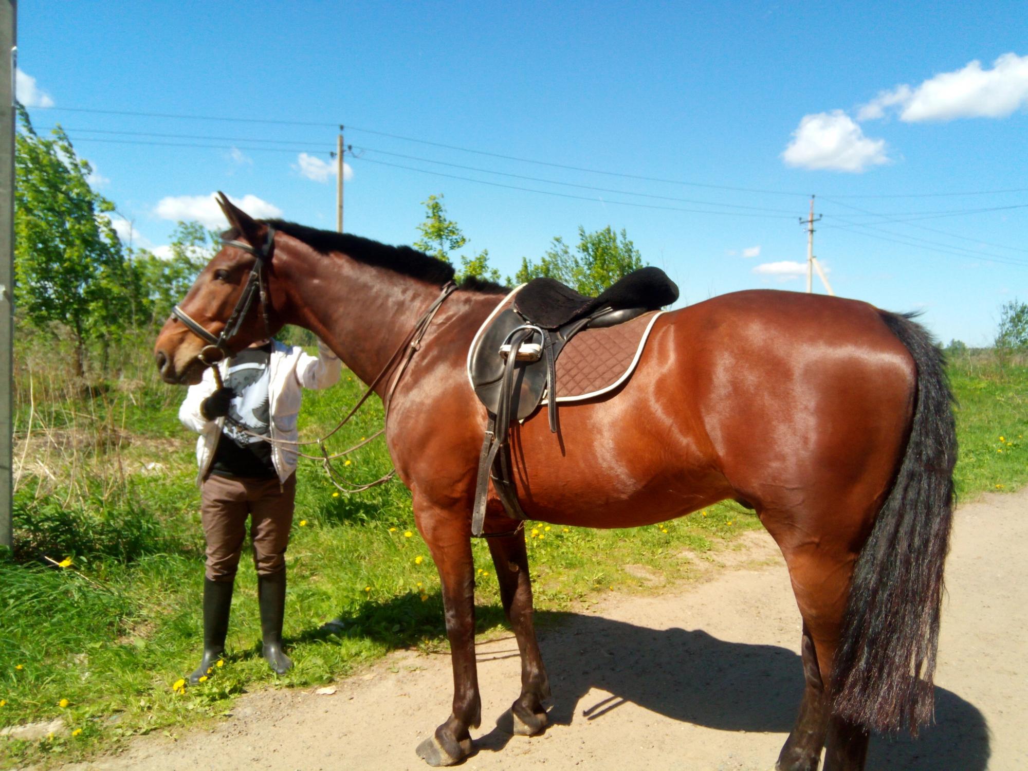 Где Можно Купить Лошадь В Москве