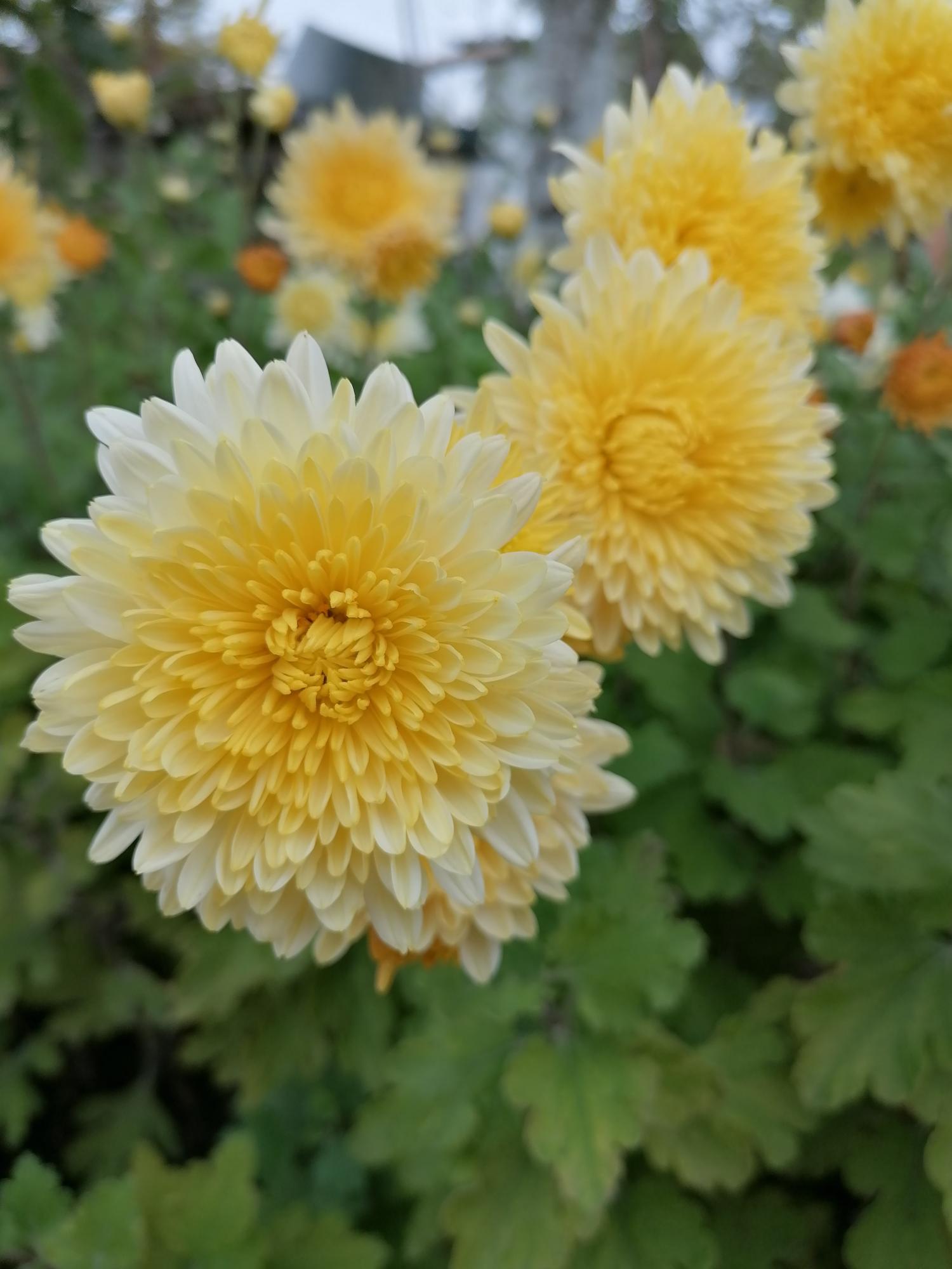 Цветы Дубки хризантемы