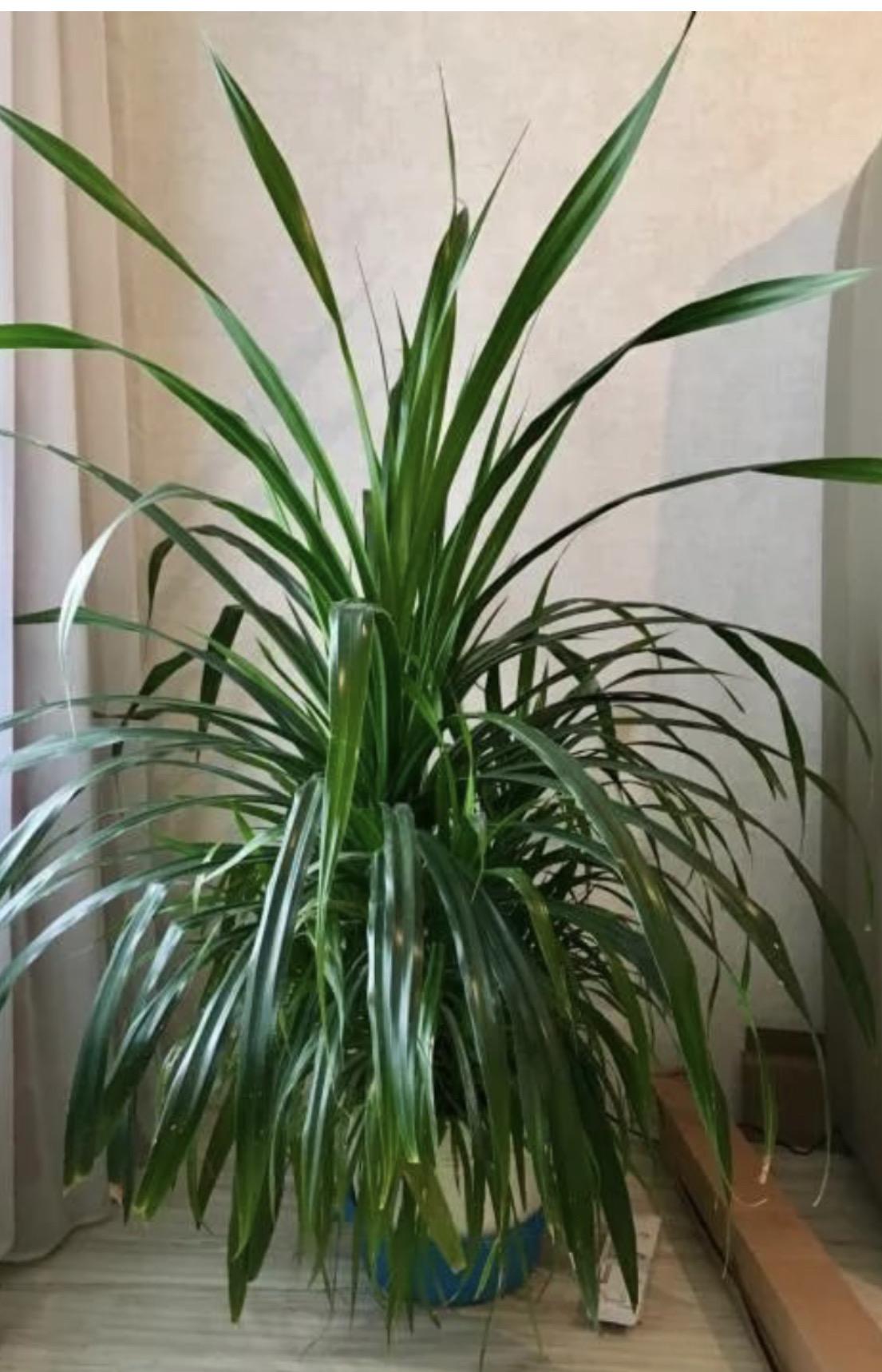 Растение панданус