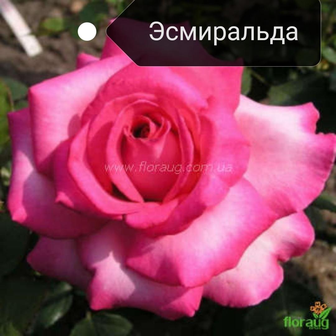 Эсмеральда роза