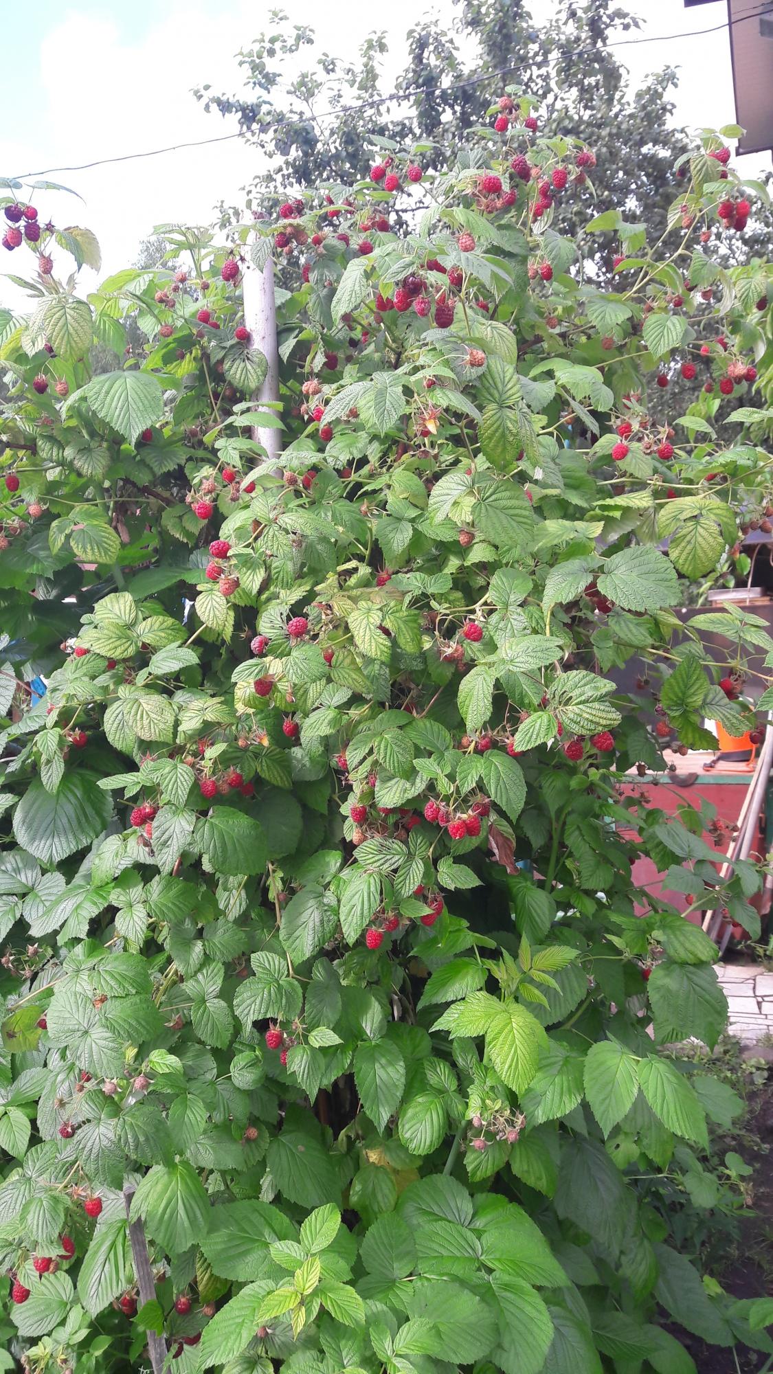 Малиновое дерево ягоды