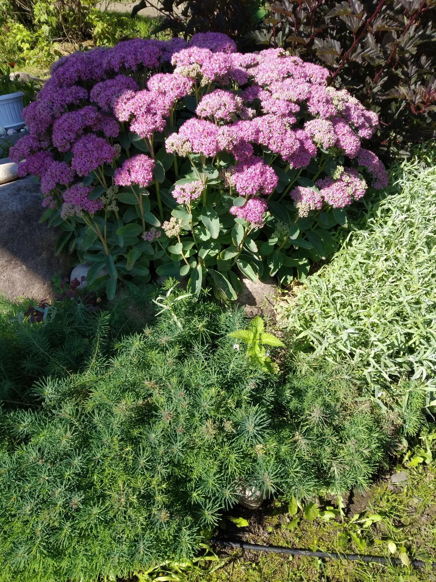 Молочай кипарисовый (Euphorbia cyparissias)