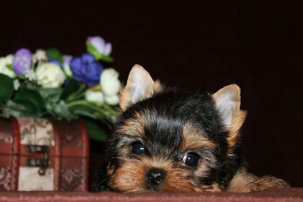 Йоркширский терьер мини беби фейс фото взрослой собаки