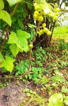 Смородина зеленая