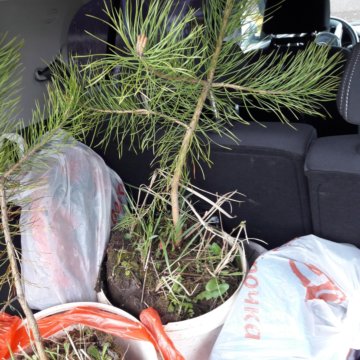 сосна обыкновенная