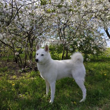 Купить Лайку На Авито В Краснодарском