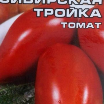 Томат Тройка Отзывы Фото