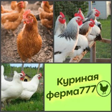 Куры Несушки Купить В Кемерово Цена