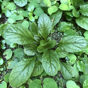 Живучка зеленая