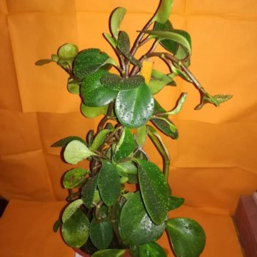 Растение пеперомия