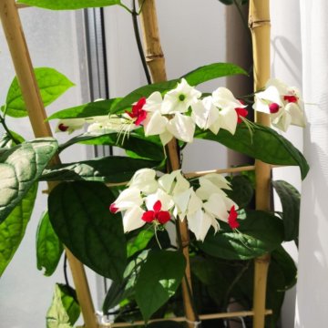 Řízky Clerodendrum Thompson