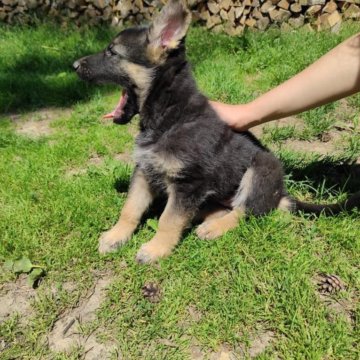 Купить Щенка Немецкой Овчарки В Воронеже