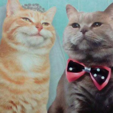 Почему женятся "котики" и "зайчики", а разводятся "коровы" и "козлы"? Елена Доро