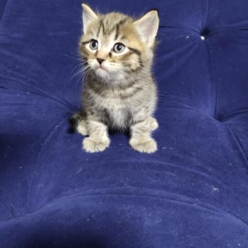 скоттиш фолд тюмень