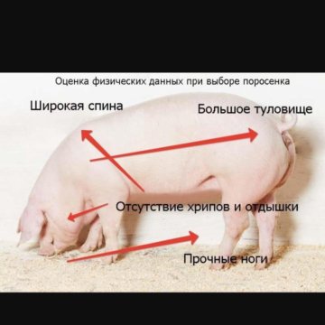 Чем можно кормить поросят. Набор веса у поросят. Рост свиньи. Вес поросенка. Вес свиньи.