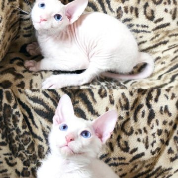 донской сфинкс котенок челябинск донской сфинкс котенок челябинск