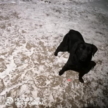 Лабладор вязка