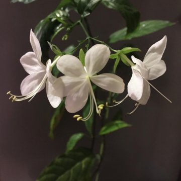 Clerodendrum Chains of Glory