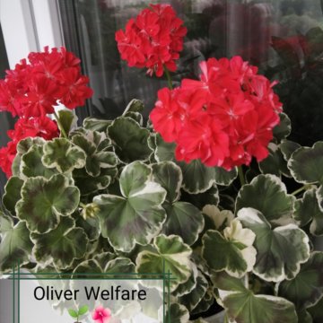 Герань, пеларгония сортовая