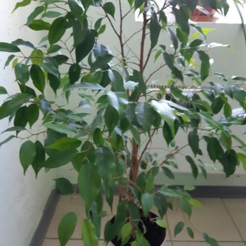 ФИКУС БЕНДЖАМИНА