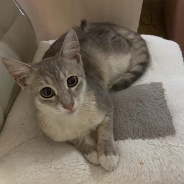 котята в добрые руки калуга