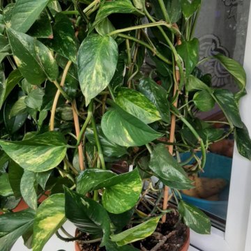 Сциндаптус золотистый (отростки)