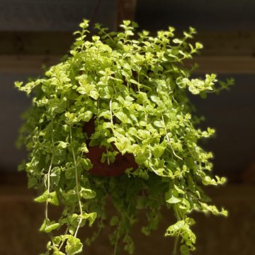Лизимахия ампельная