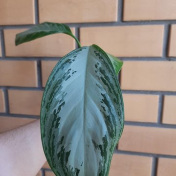 Aglaonema Silver Bay