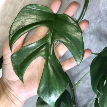 Монстера Минима, Рафидофора