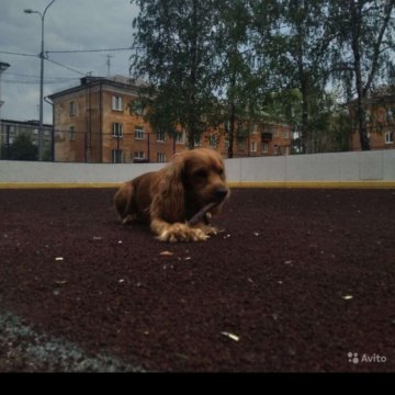 Купить Щенка Кокер Спаниеля В Нижнем Новгороде