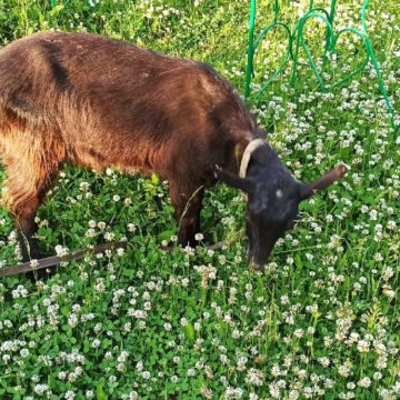 Купить Козу В Раменском Районе