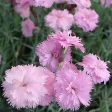 Гвоздика махровая почвопокровная