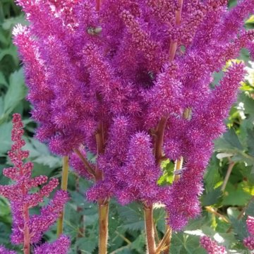 Астильба куст