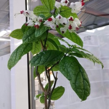 Clerodendrum tompsana