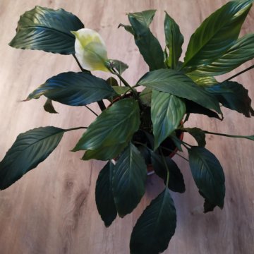 Спатифиллум