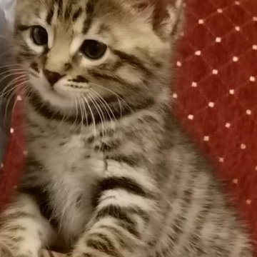 Котята Карачев Брянск Купить Свежее Объявление На