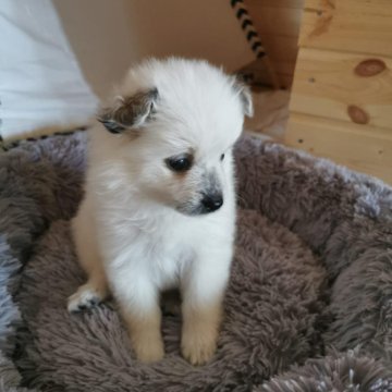 Немецкий Шпиц Фото Взрослой Собаки Белый