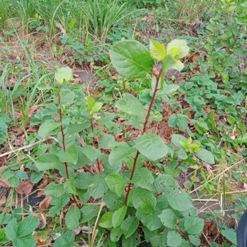 Саженцы Тёрна.