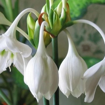 Цветок с большими белыми колокольчиками. Цветок с большими белыми колокольчиками. Колокольчик бледноохряный. Эухарис амазонская лилия. Эухарис амазонская лилия.