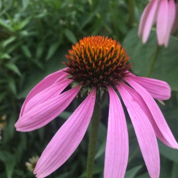 Ромашка розовая, эхинацея